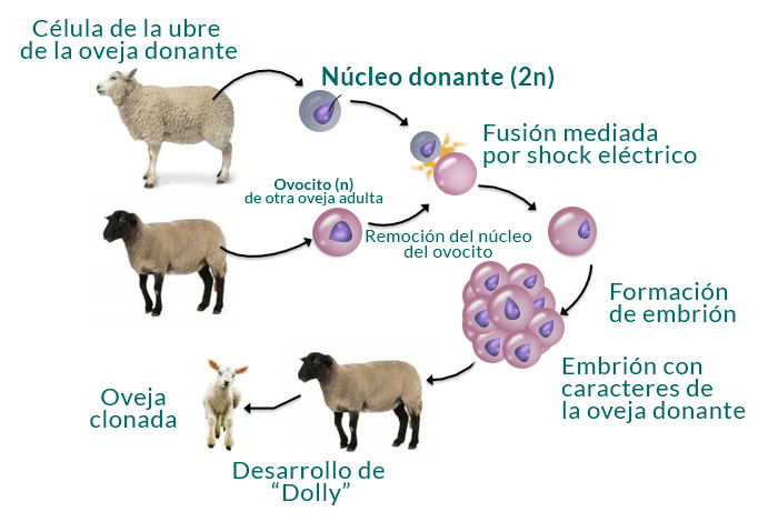 reproduccion asexual en humanos