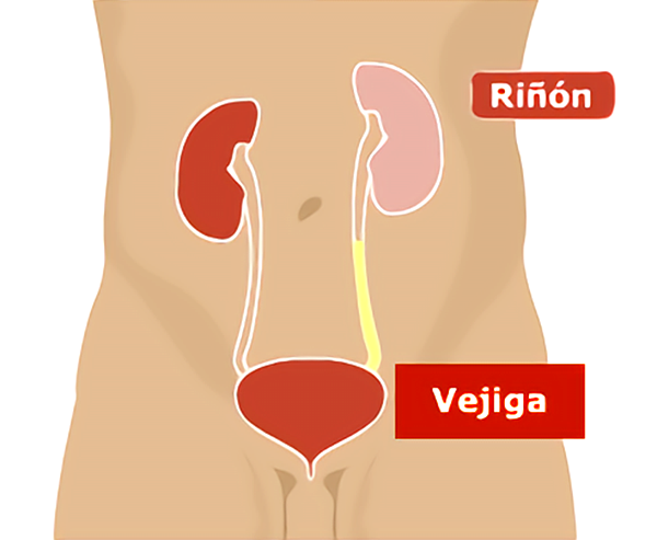 El Sistema Urinario Anatomia Funcional Y Formacion De Orina En Los Images